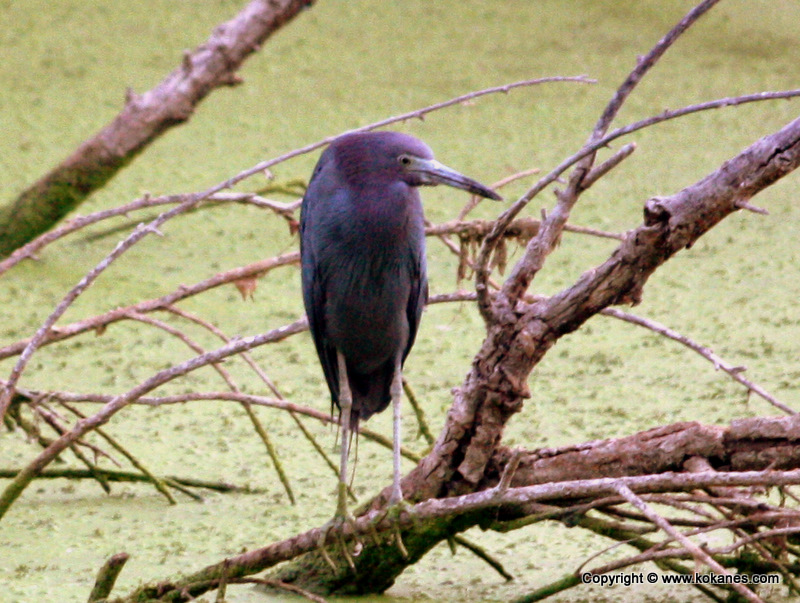 Little Blue Heron